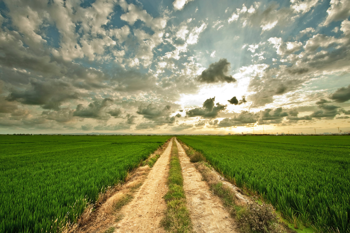 dirt track with fields on the left and right